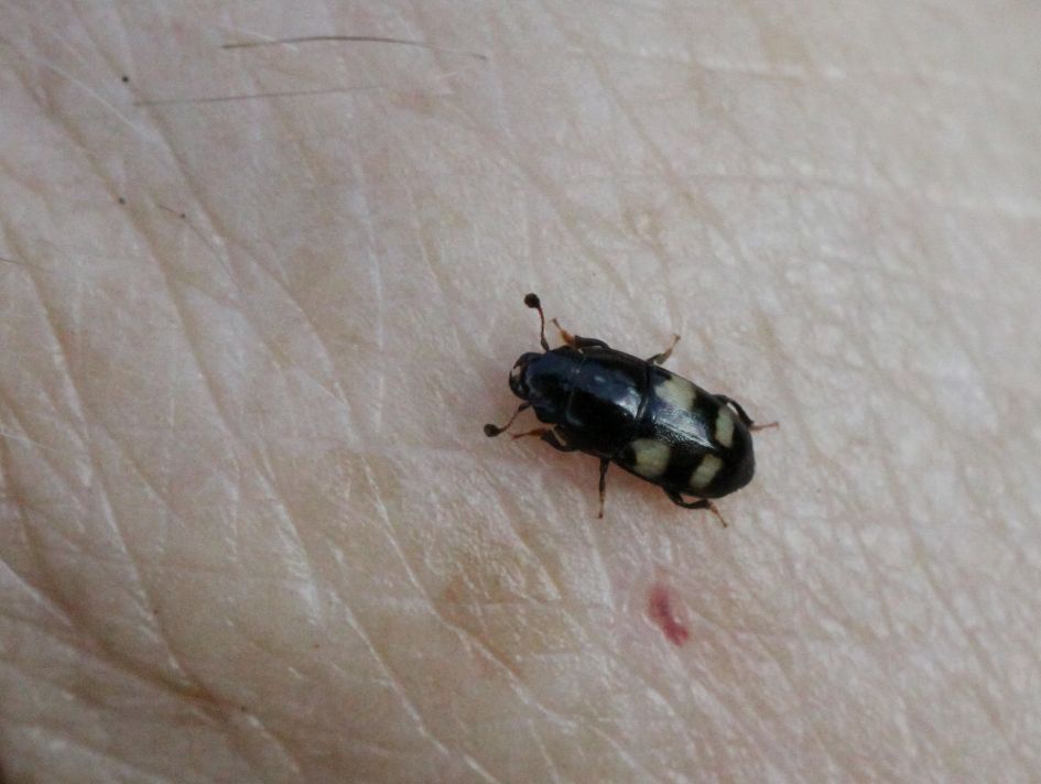 Kevertje op rijpe pruimen.