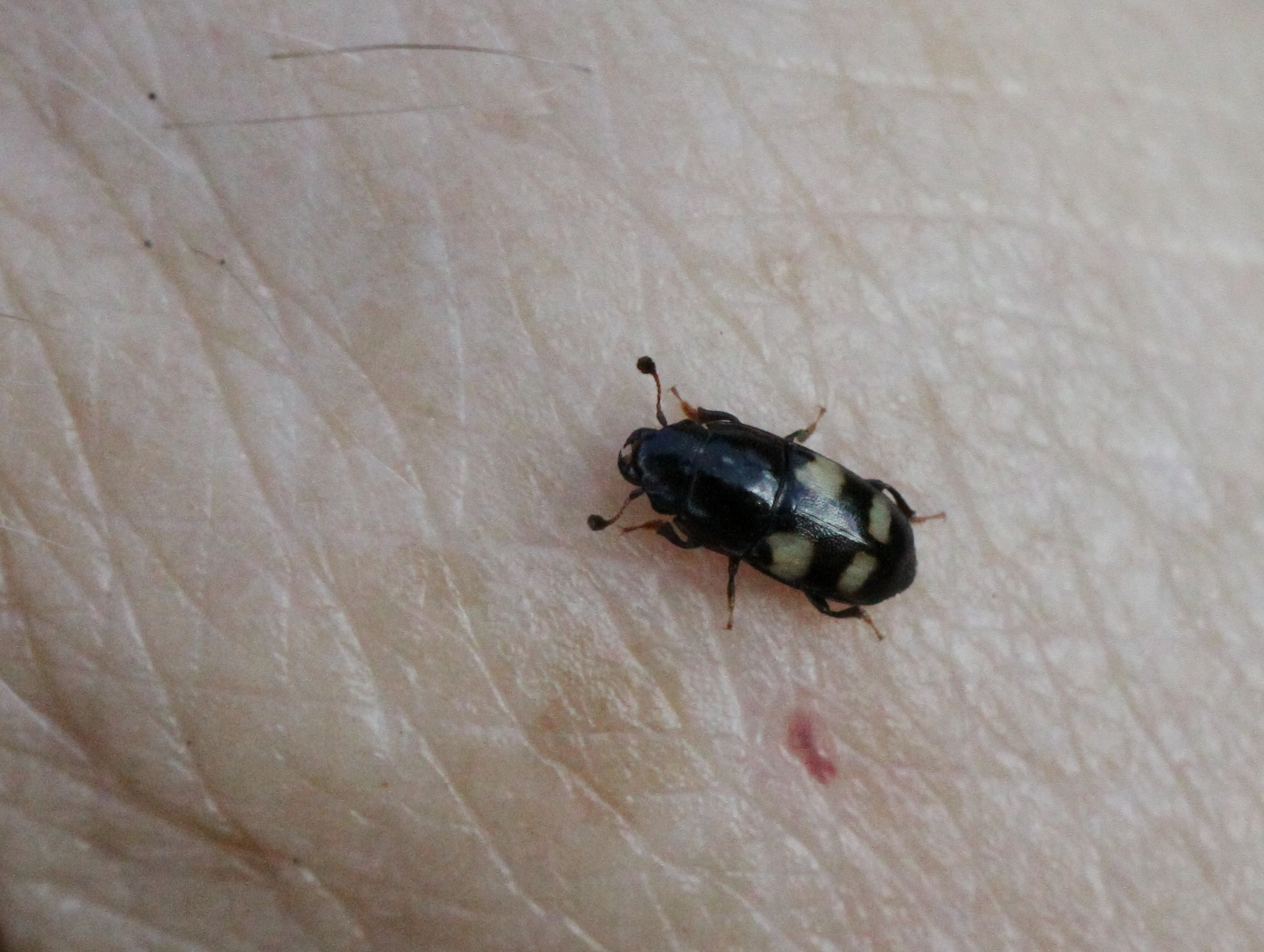 Kevertje op rijpe pruimen.