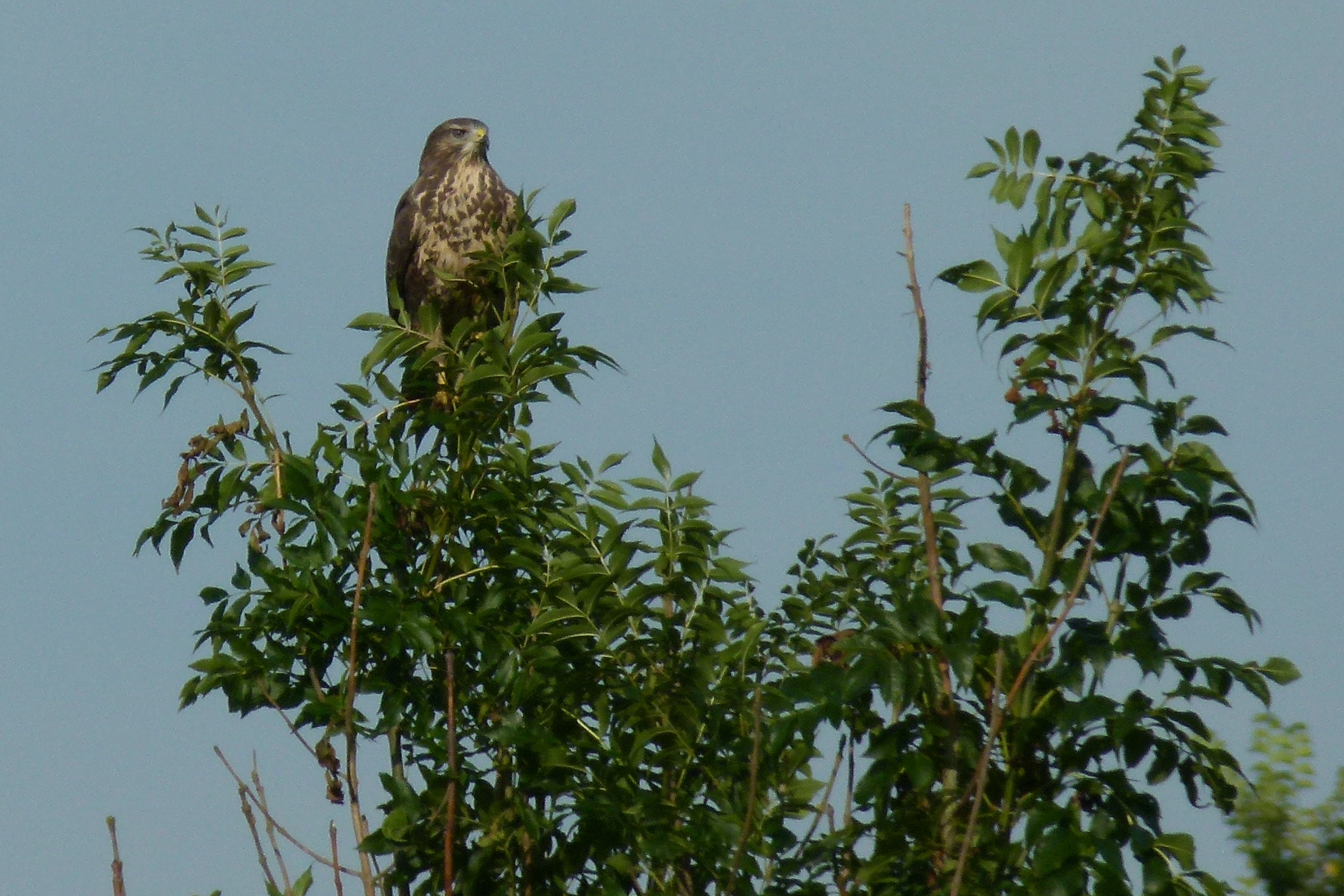 Is dit een buizerd?