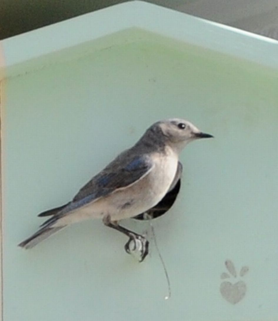 Welke Vogel is dit, gezien in Yellowstone NP (Wyoming, USA)