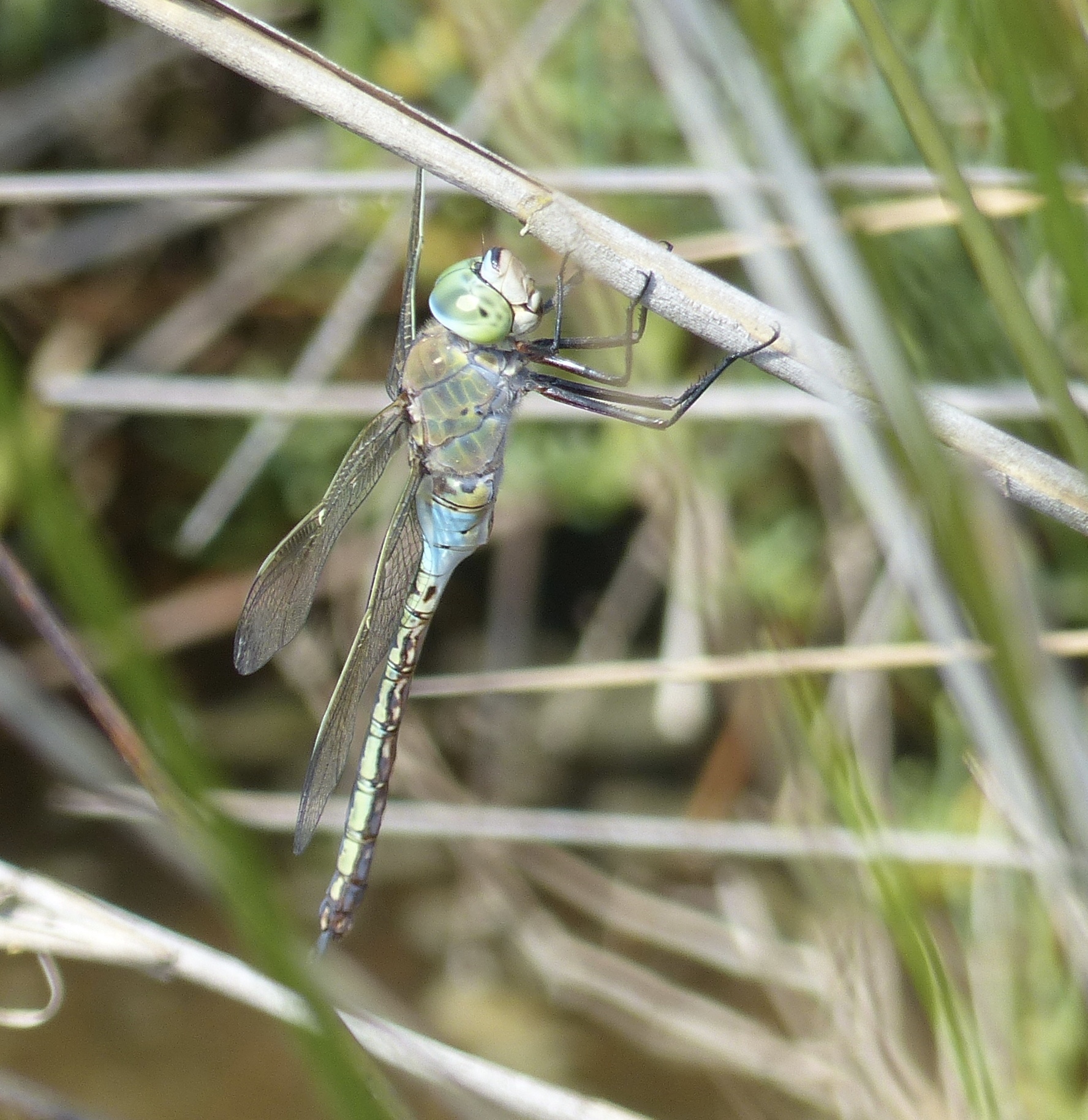 Grote keizerlibel? 2
