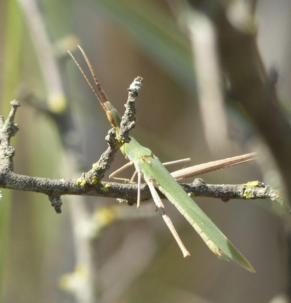 Geen bidsprinkhaan of wandelende tak denk ik, maar wat wel?