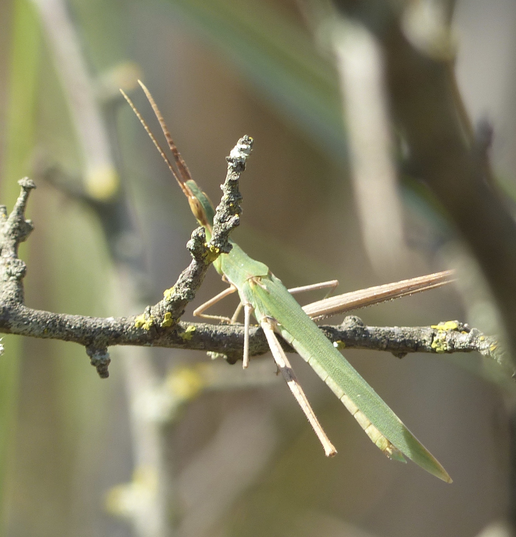 Geen bidsprinkhaan of wandelende tak denk ik, maar wat wel?