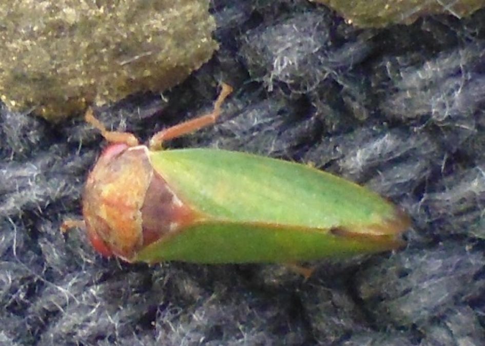 Het springt  en het is groen