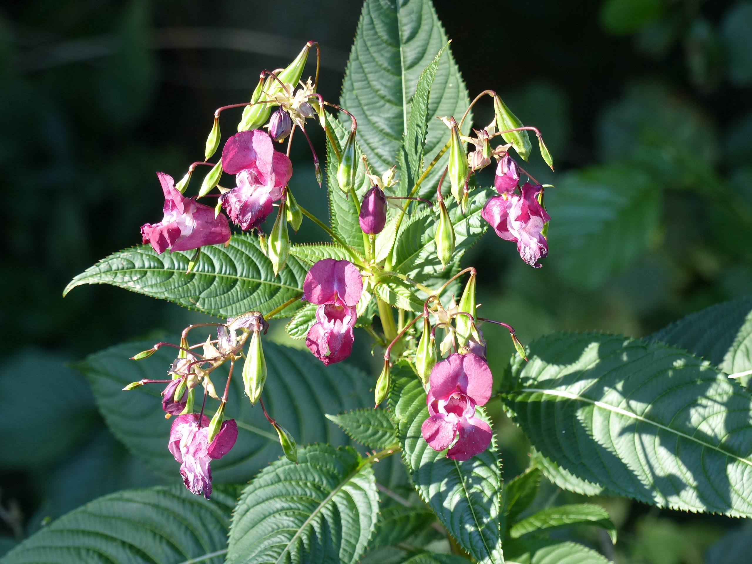 Wat zijn dit voor bloempjes?