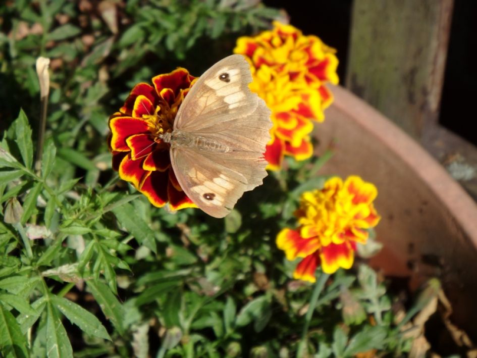 welk zandoogje is dit?