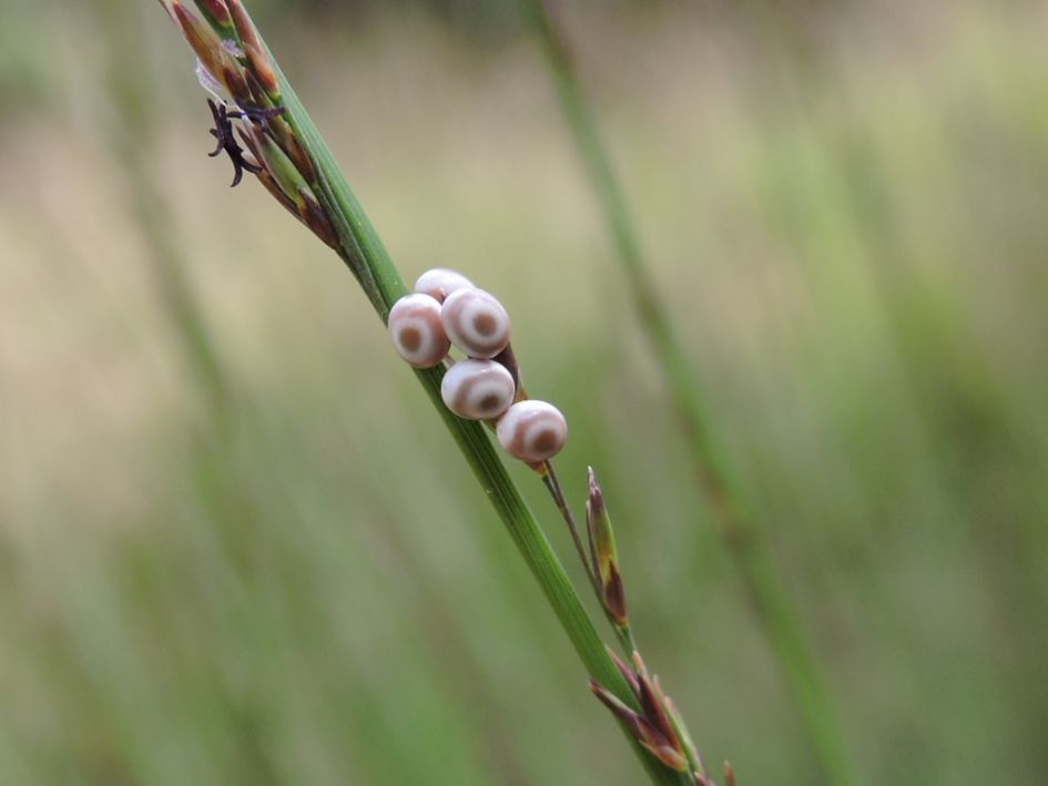 Van wie zijn deze eitjes