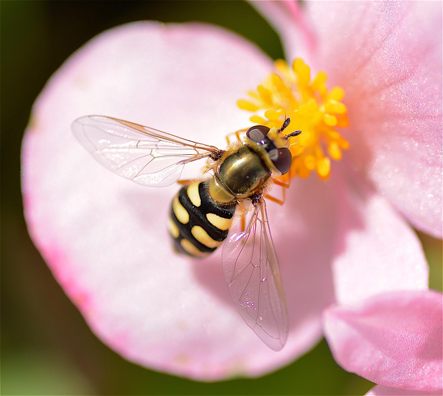 Wat is de naam van dit insect?