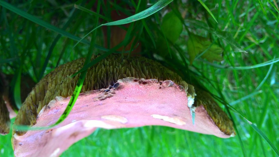 Is dit een russula en welke?