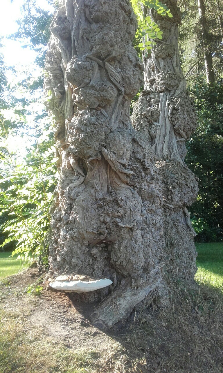 " Boom  met bast in kabelsteek"