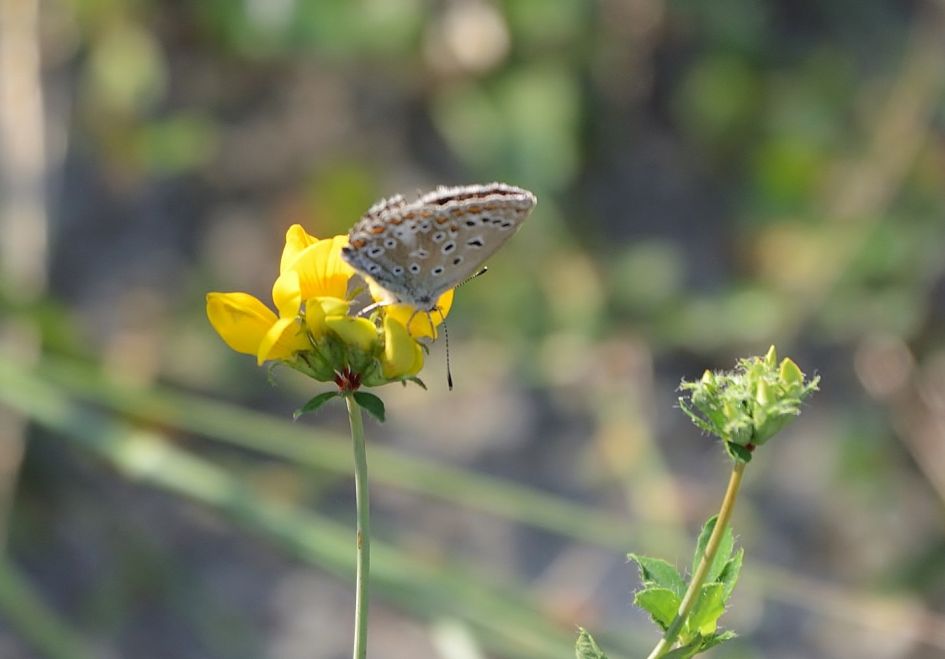Welk Blauwtje zie vorige foto
