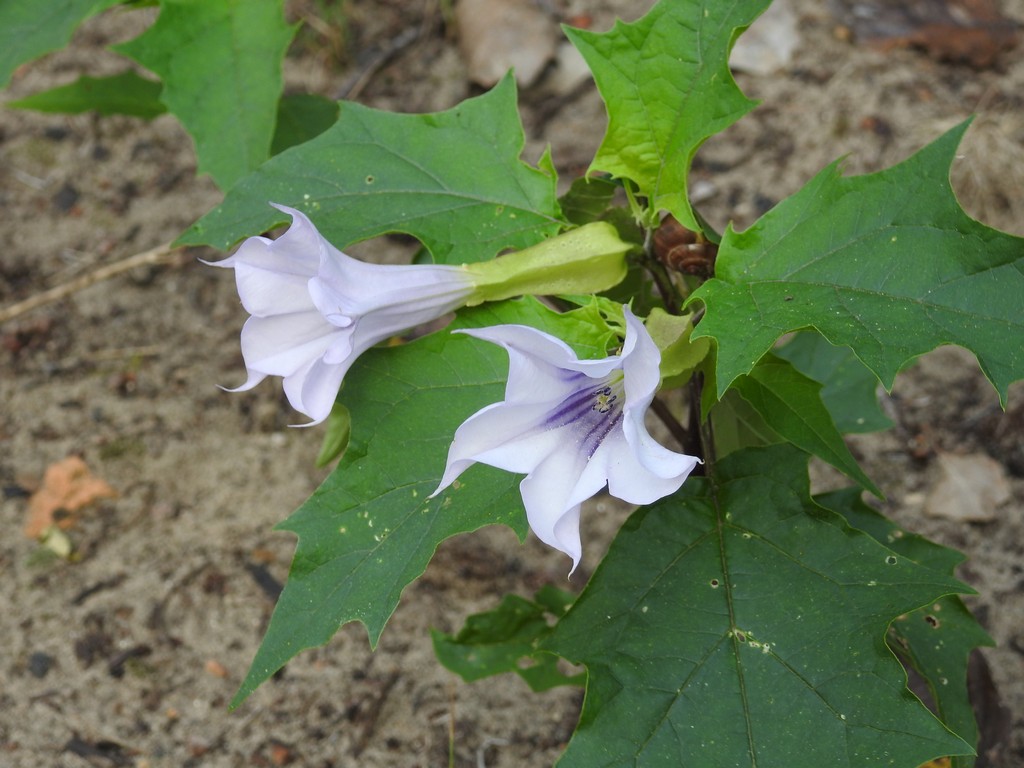 Wie weet welk plantje dit is?