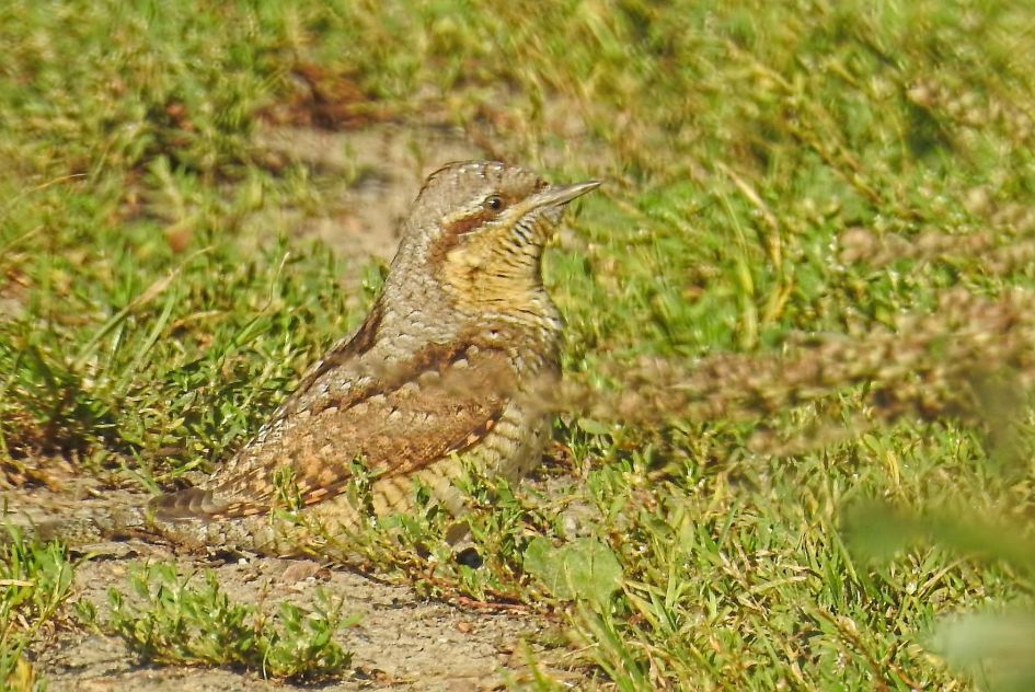wat voor vogel(tje) is dit ?