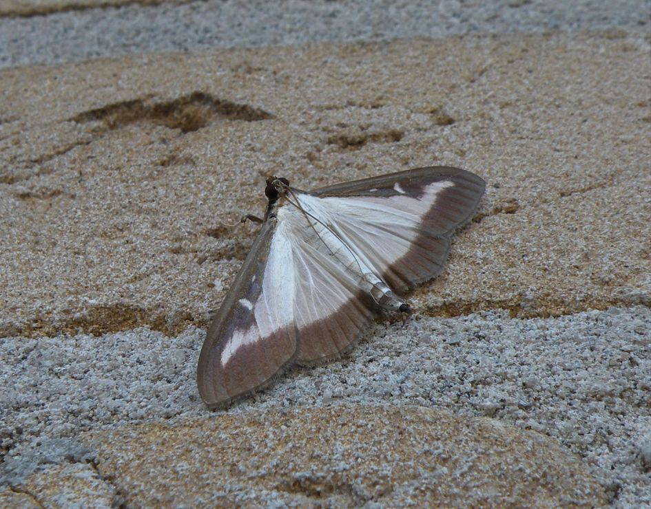 Wie weet de naam van deze nachtvlinder?