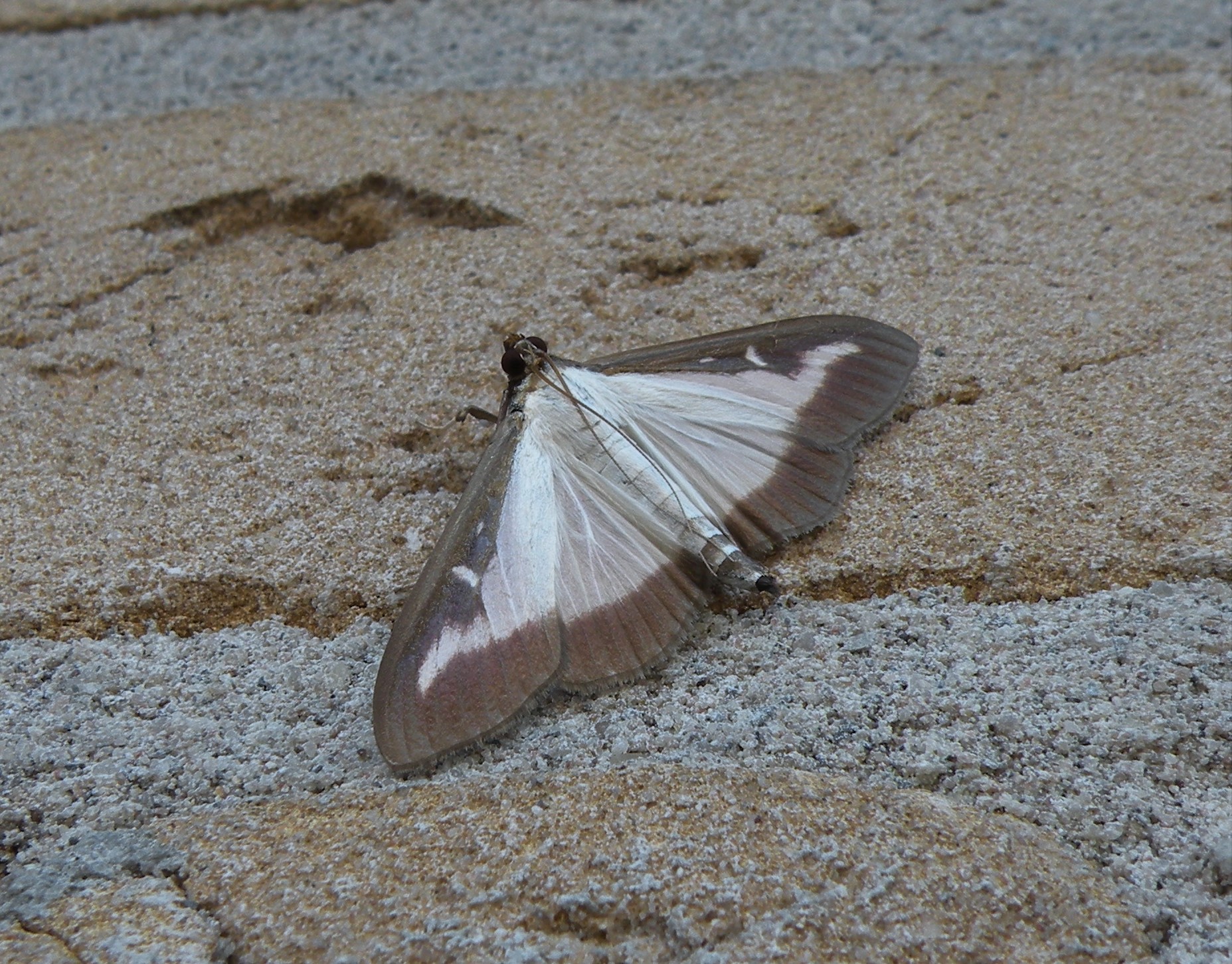 Wie weet de naam van deze nachtvlinder?