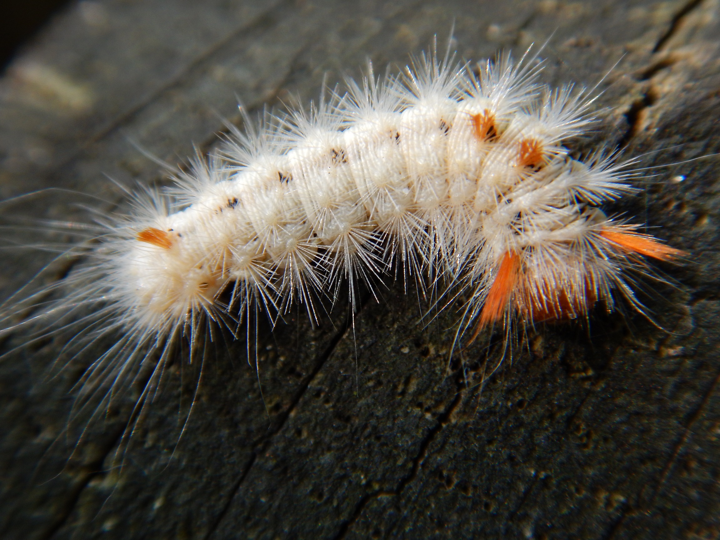 Witte rups met toefjes oranje.