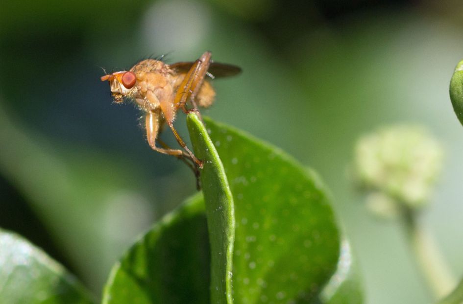 wat is dit voor een monstertje?