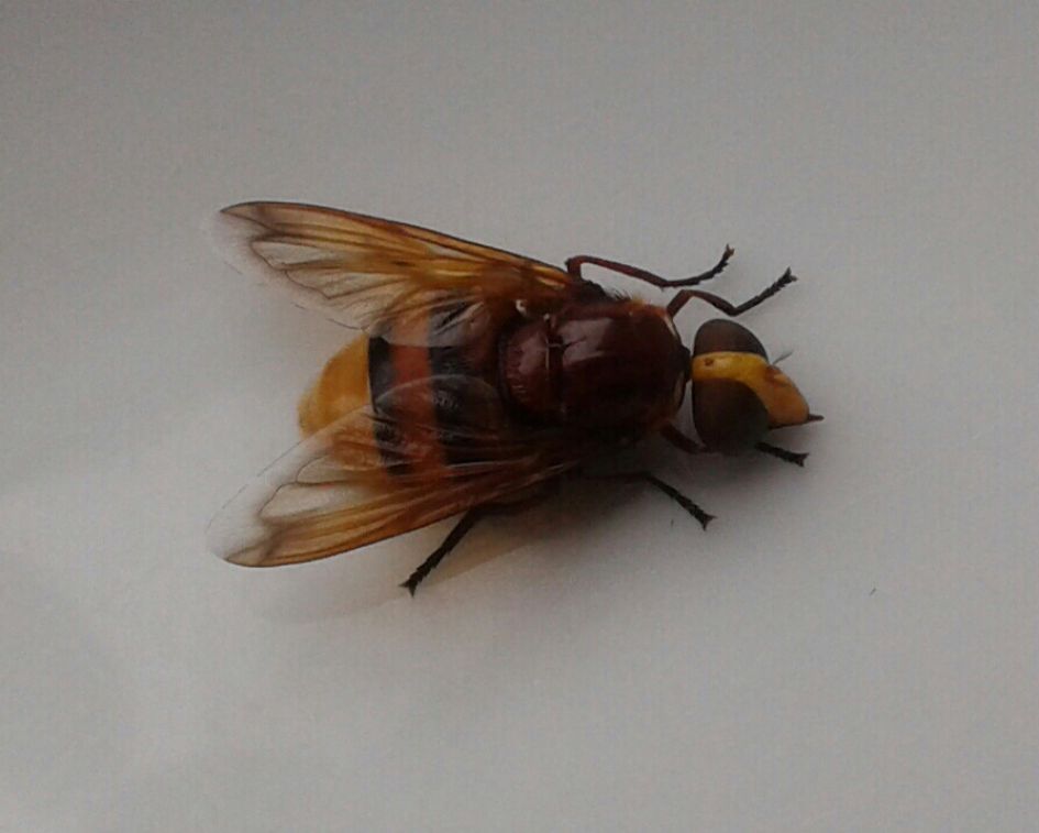 Welk insect is dit?