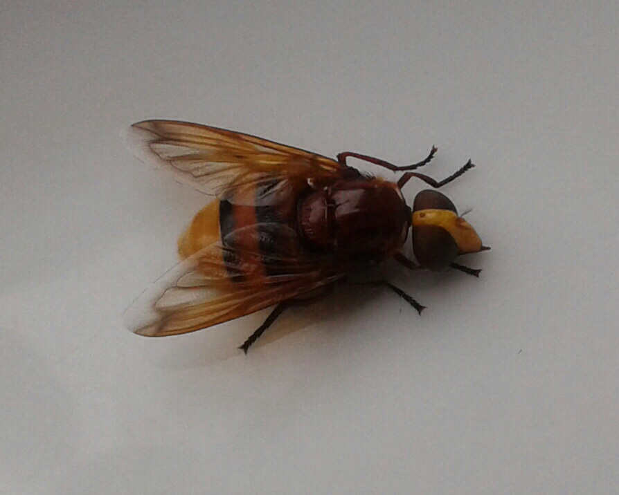 Welk insect is dit?