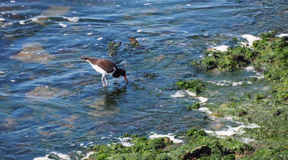 Wat voor een vogel is dit