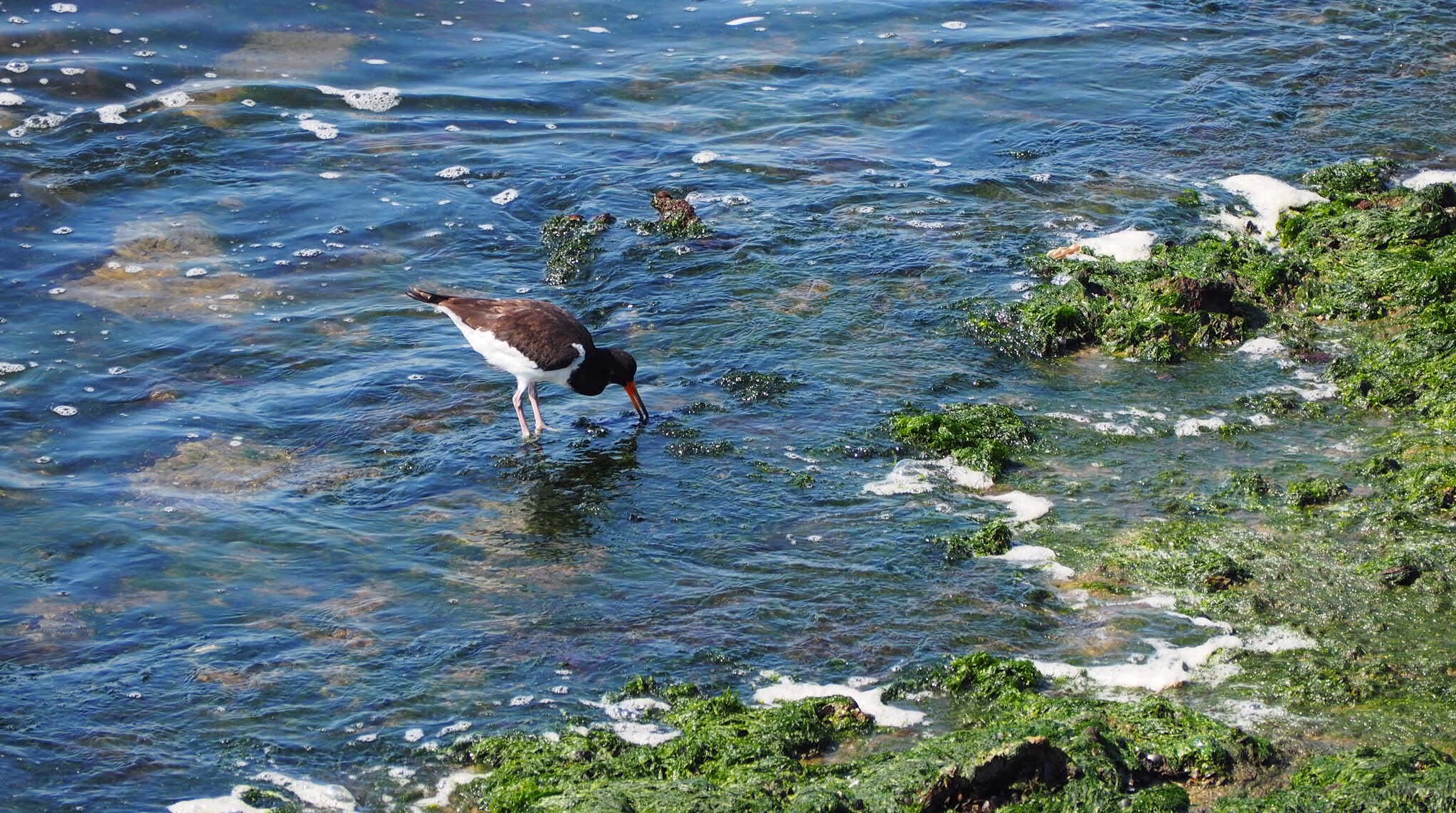 Wat voor een vogel is dit