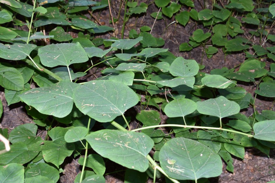 Wie kent de naam van deze struik?