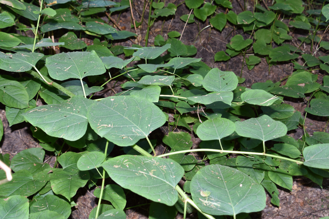 Wie kent de naam van deze struik?