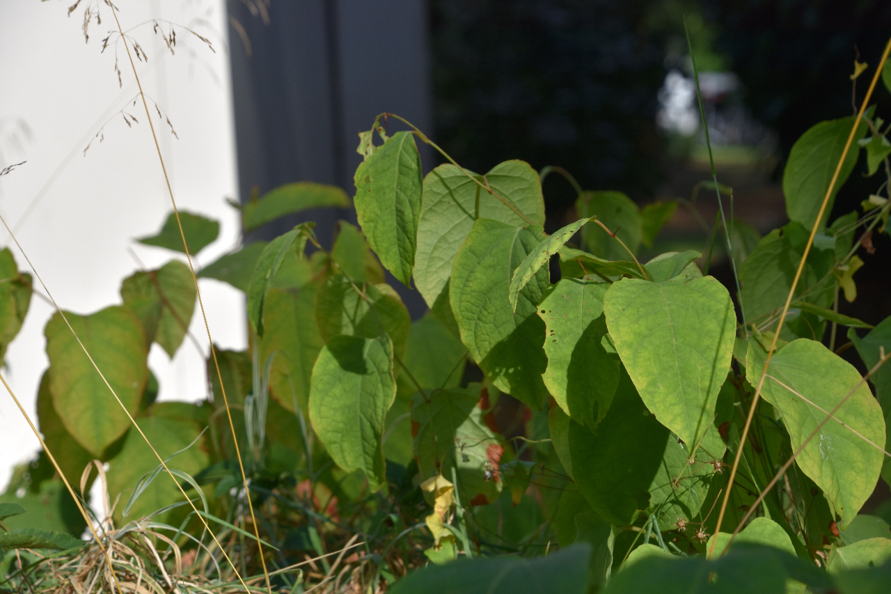 Ken ook dit blad niet, wie wel.