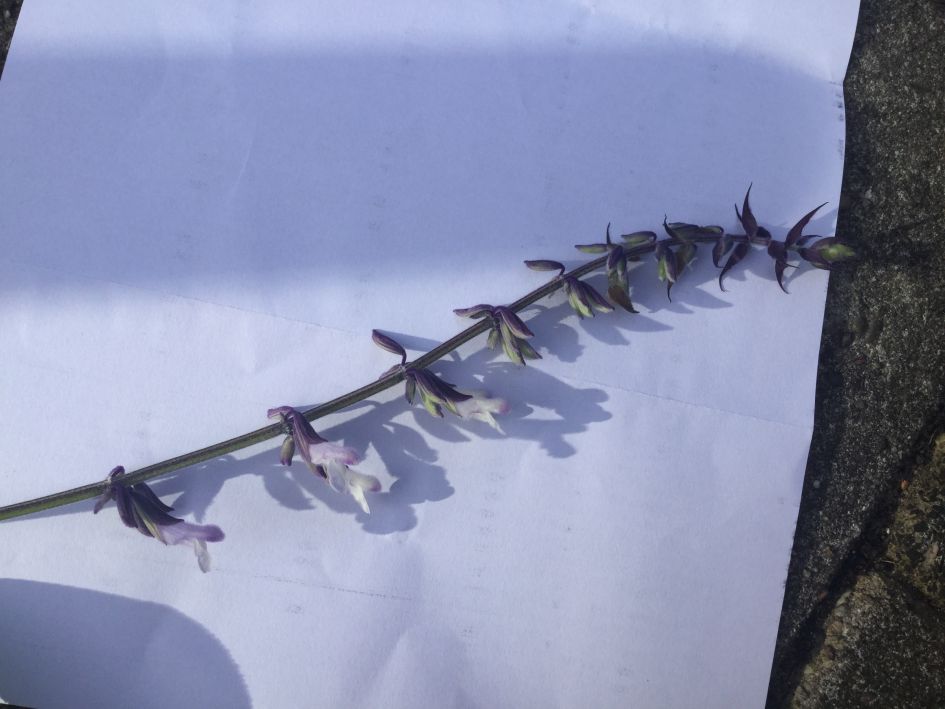 In de herhaling nu met een duidelijkere foto