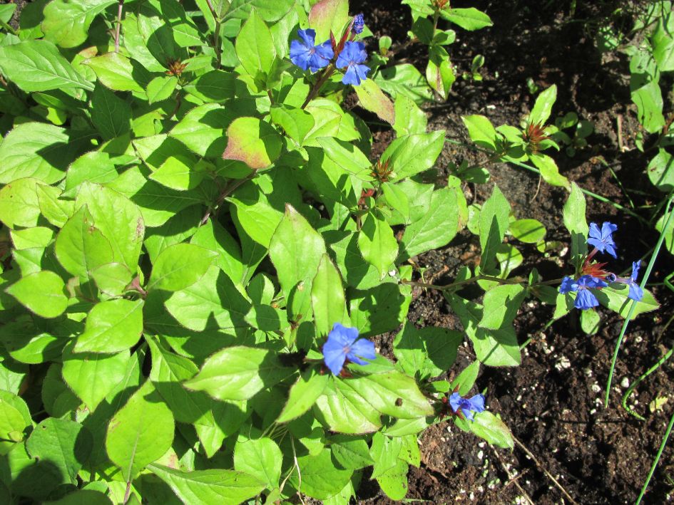 terraskant bloemetje
