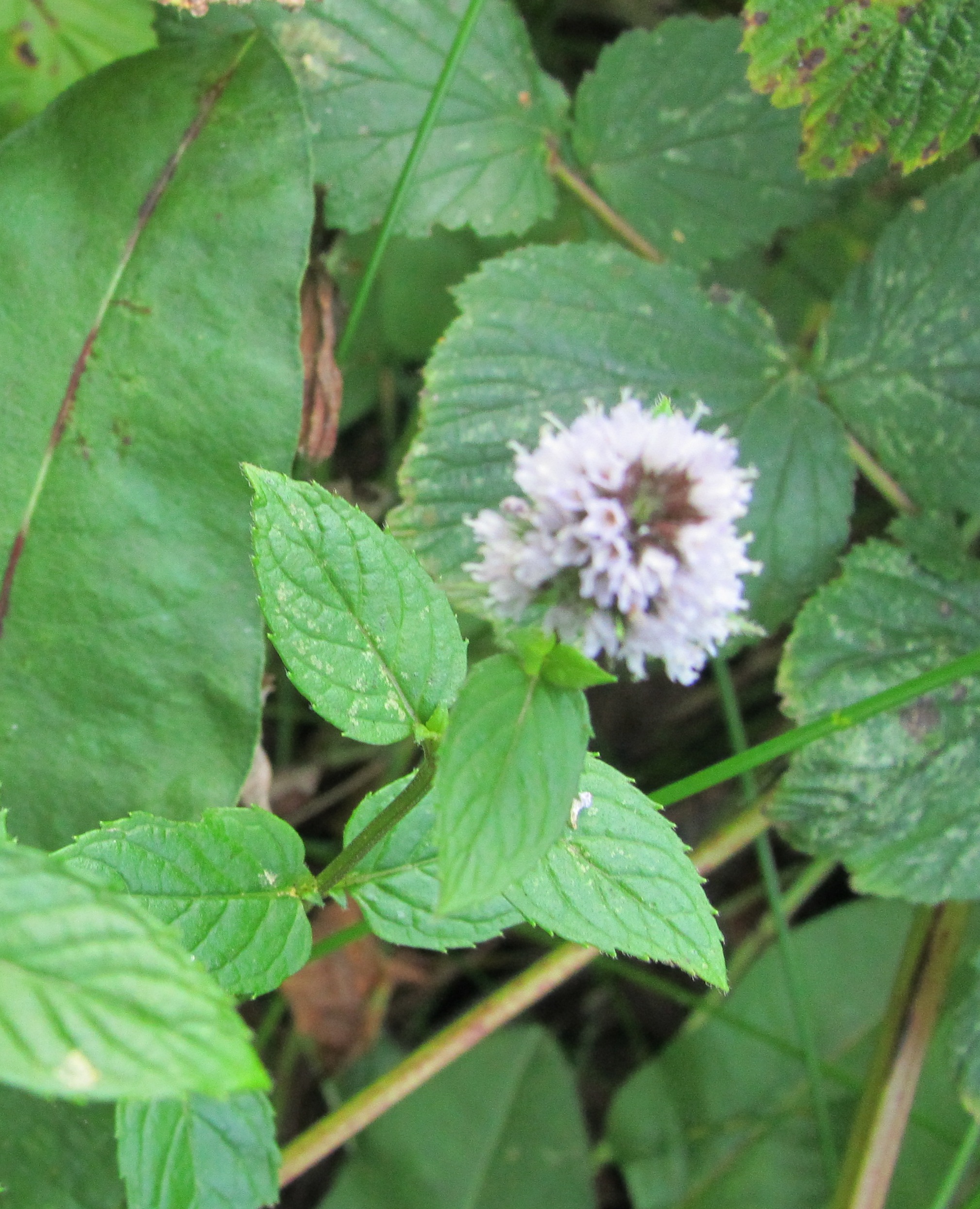 paarsig moerasbloempje.