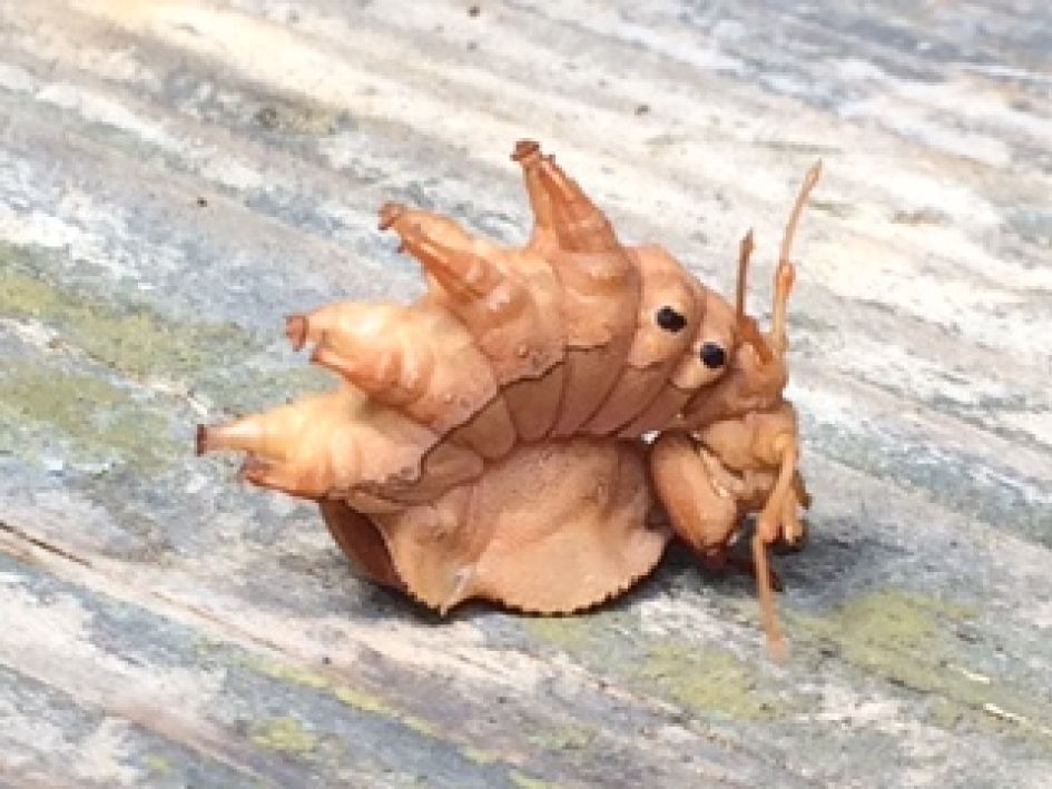 wat is dit voor beest?