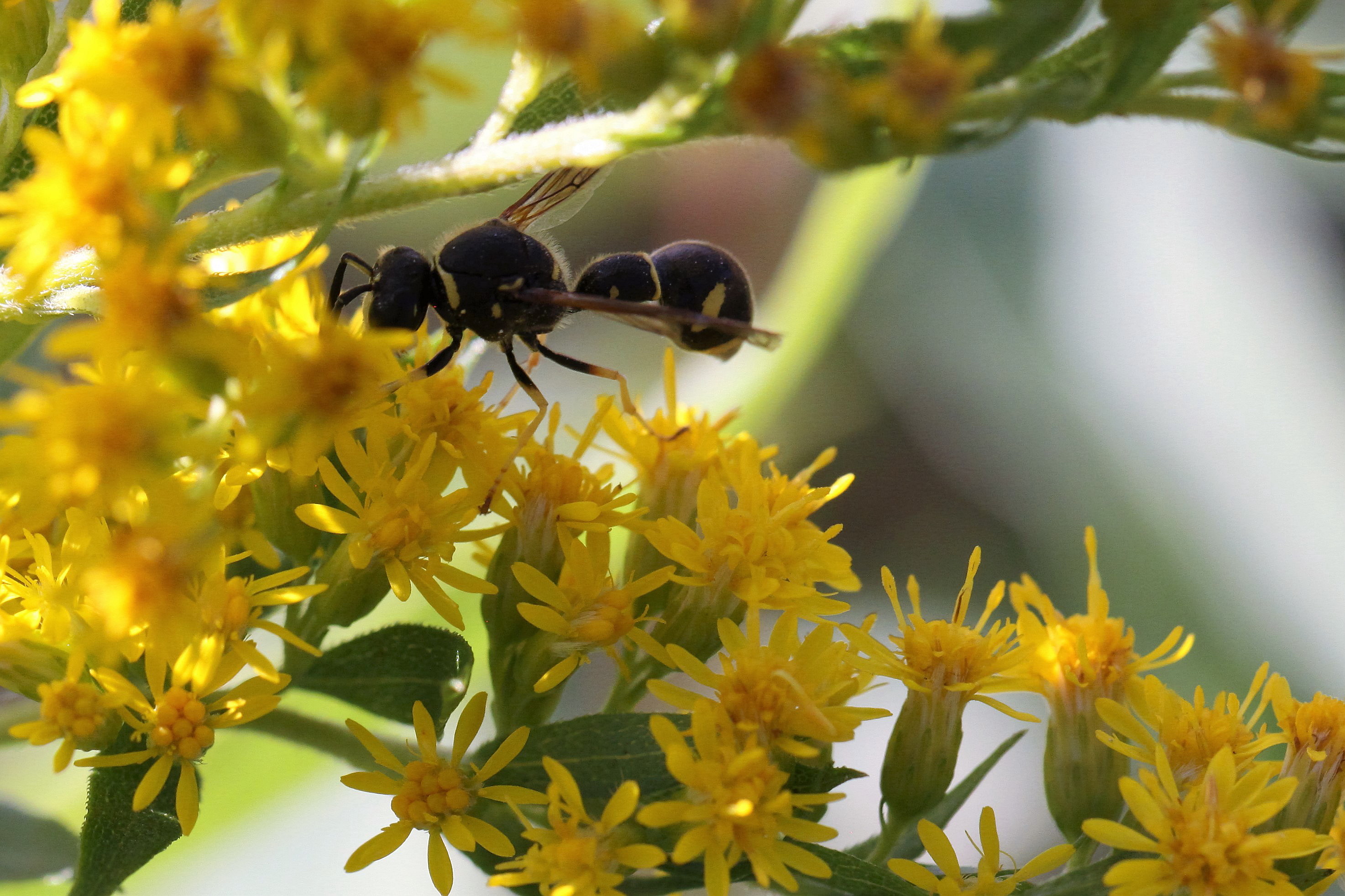 Is het wel of niet de behangerswesp?