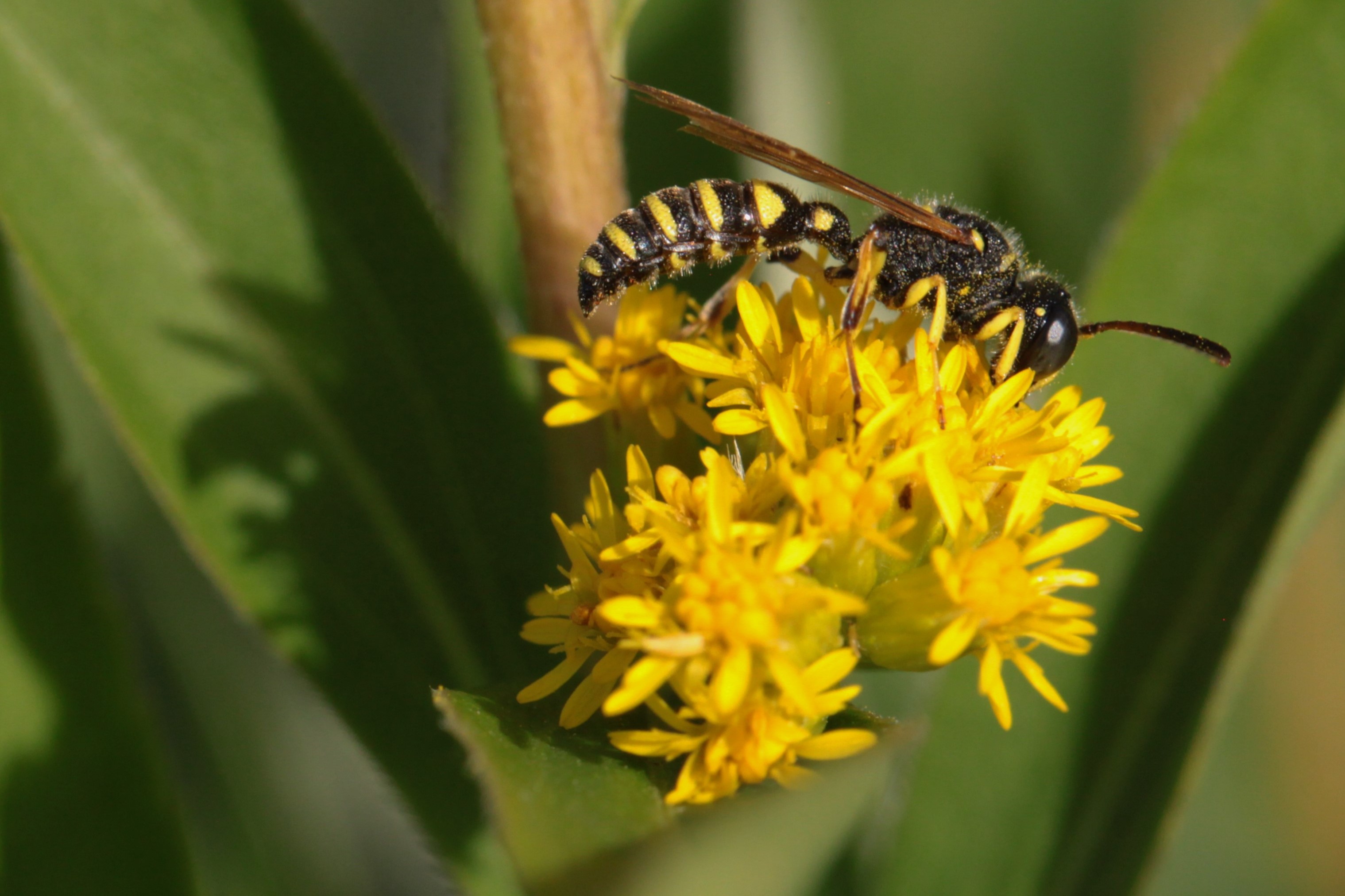 Wat is de naam van deze soort ?