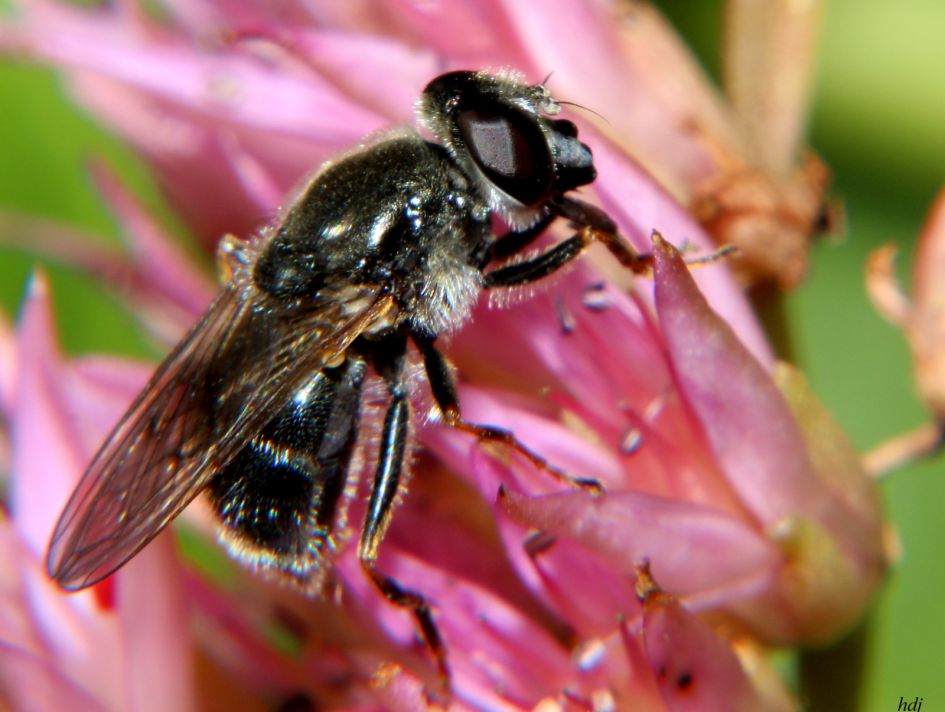 Misschien een Zandbijtje...??