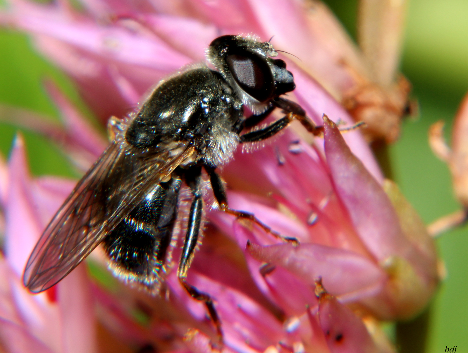 Misschien een Zandbijtje...??