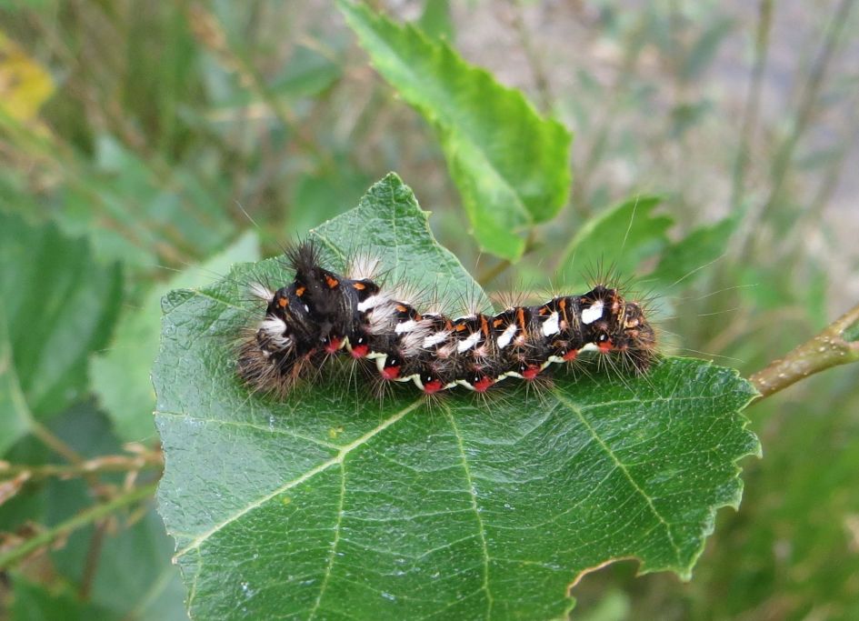 Welke vlinder hoort hierbij?