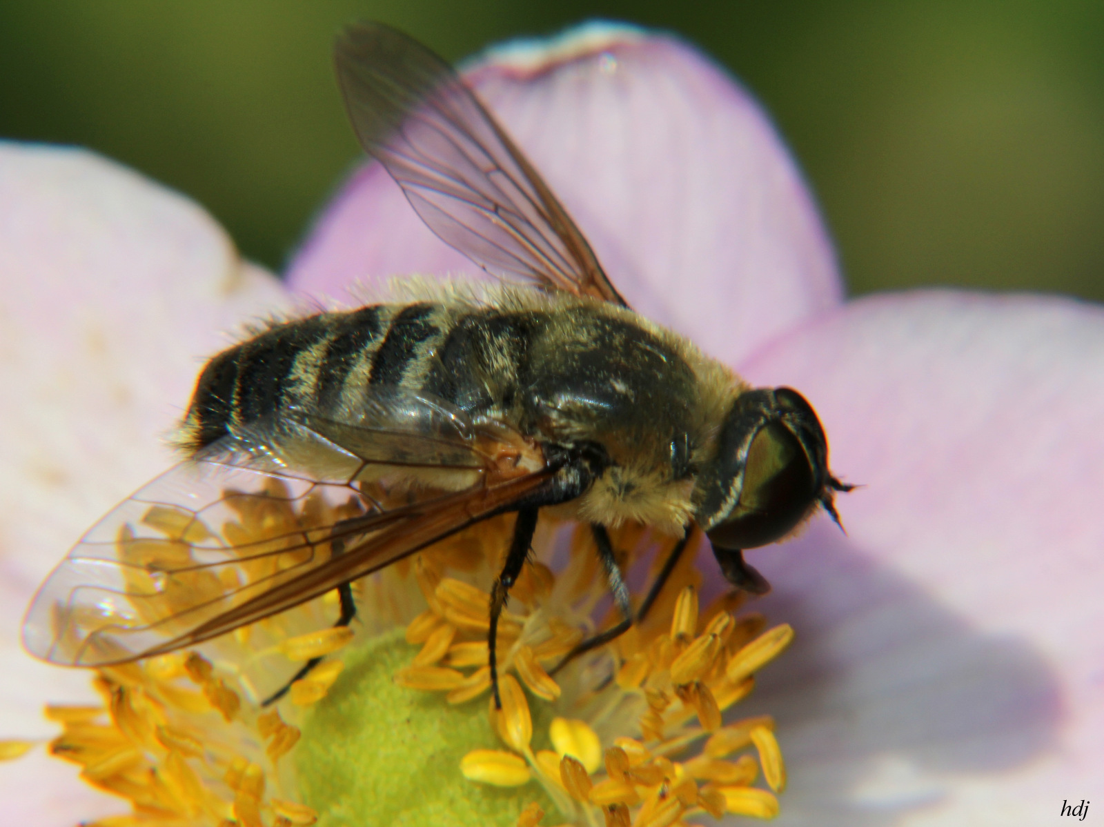 Zweefvlieg, maar welke...