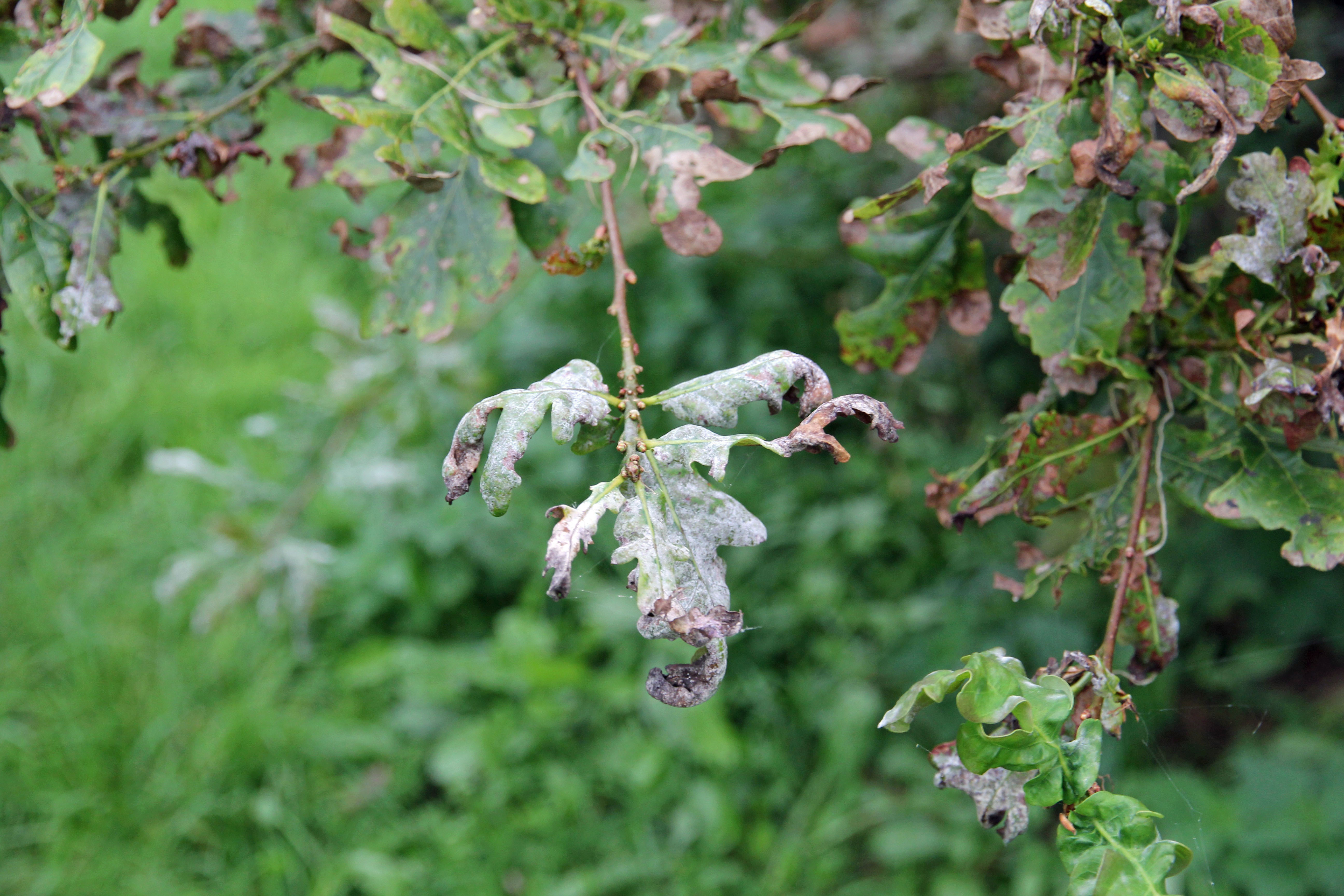 is deze eik/struik ziek?