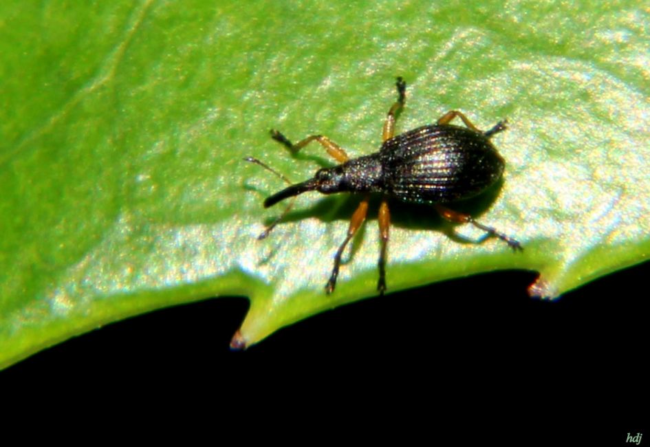 Welk Snuitkevertje...