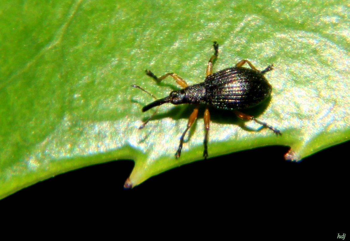 Welk Snuitkevertje...