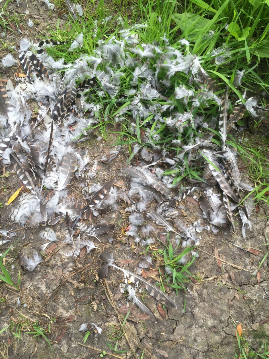 Welke vogelrestanten?