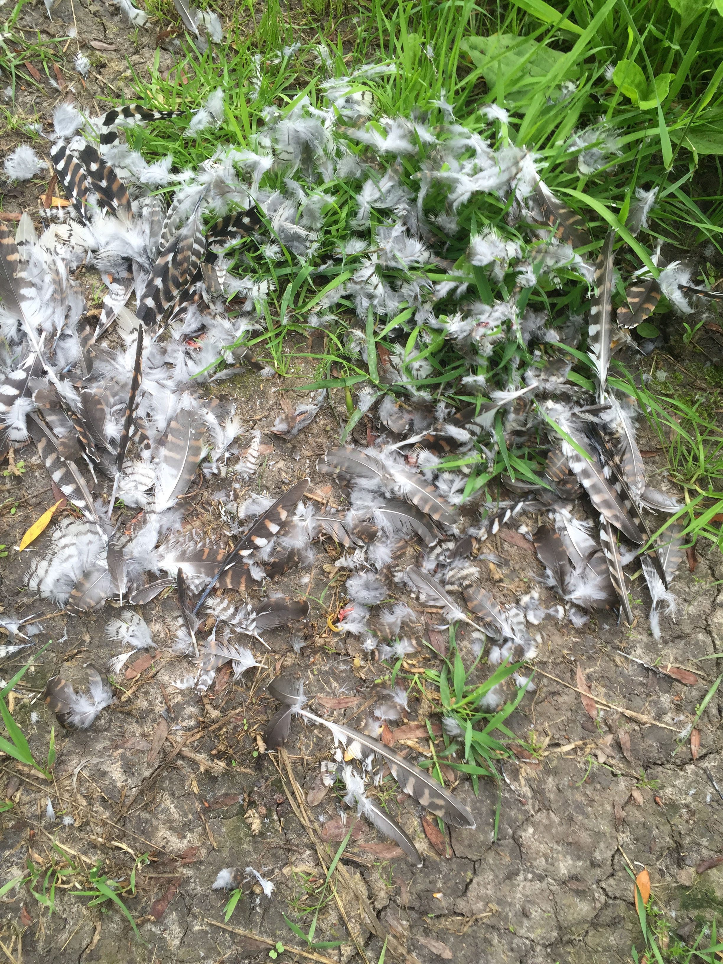 Welke vogelrestanten?