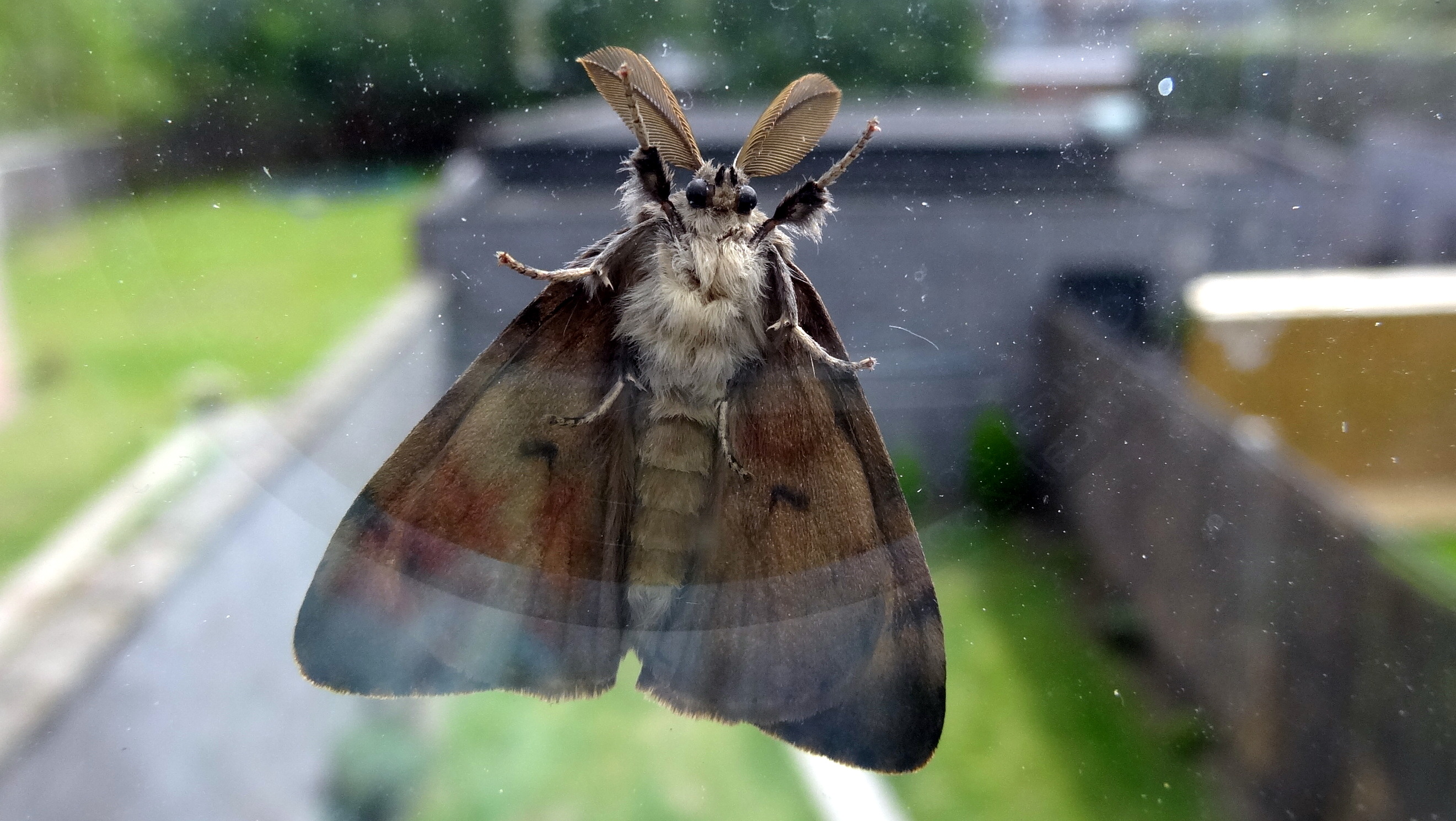 Welke nachtvlinder is dit.