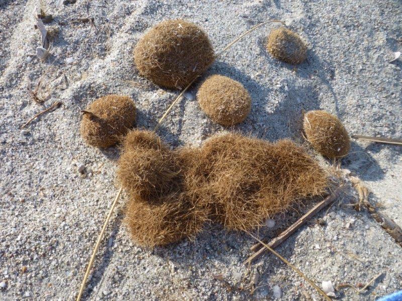 Wie weet wat dit voor bolletjes zijn.