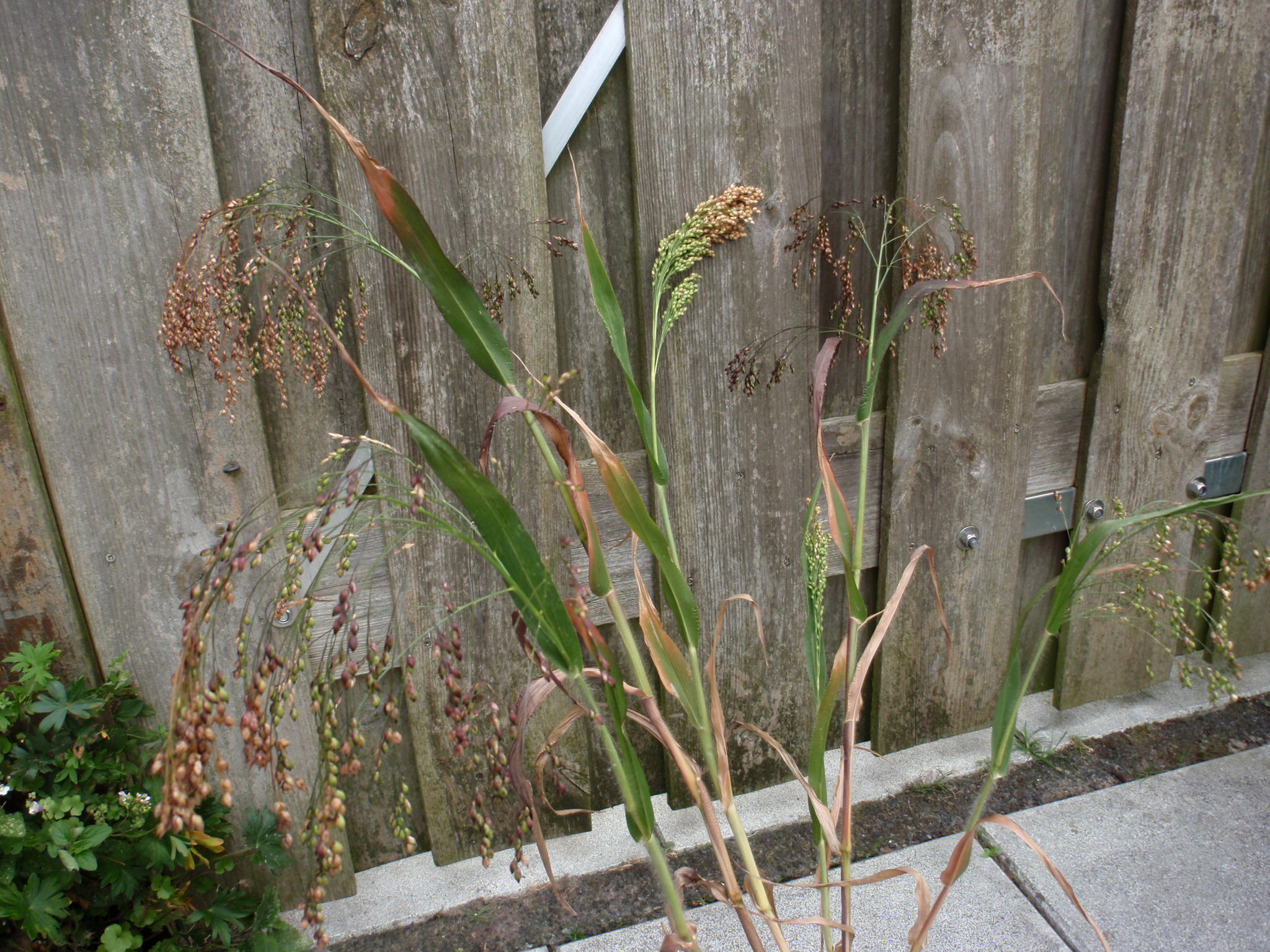 Wat is dit voor riet- of grassoort?