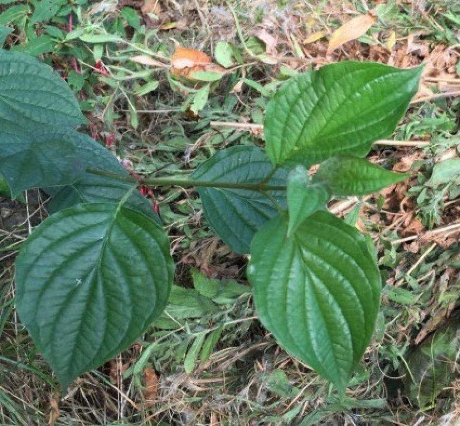 Welke struik is dit?