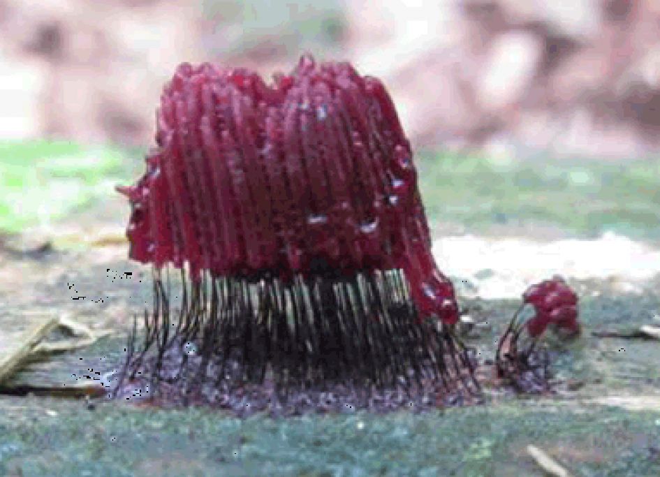 Prachtig rode zwammetjes