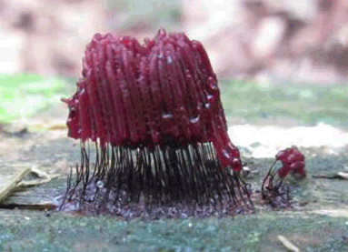 Prachtig rode zwammetjes