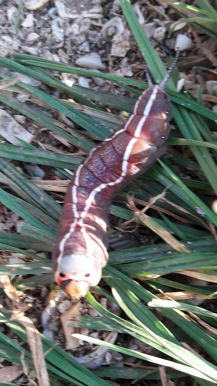 wat is dit voor larve of rups????